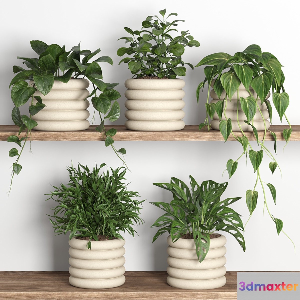 plants on shelf 06 - No.2