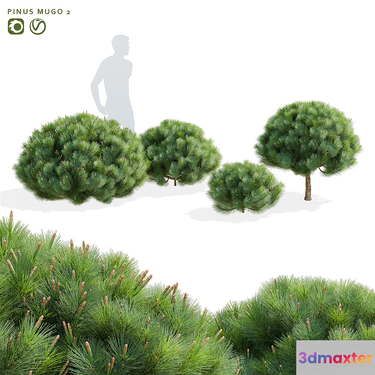 Mountain pine | Pinus mugo 2 - No.2 3D Max