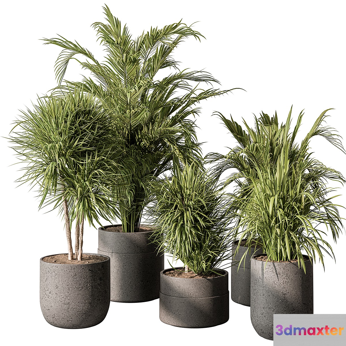 indoor Plant 483 - Tropical Plants - No.2