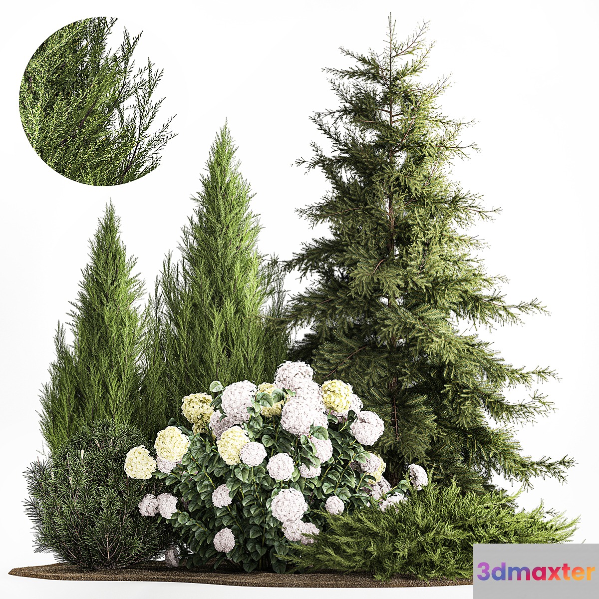 Garden of spruce pine topiary white hydrangea bush flowers juniper alpine hill. Plant set 1181