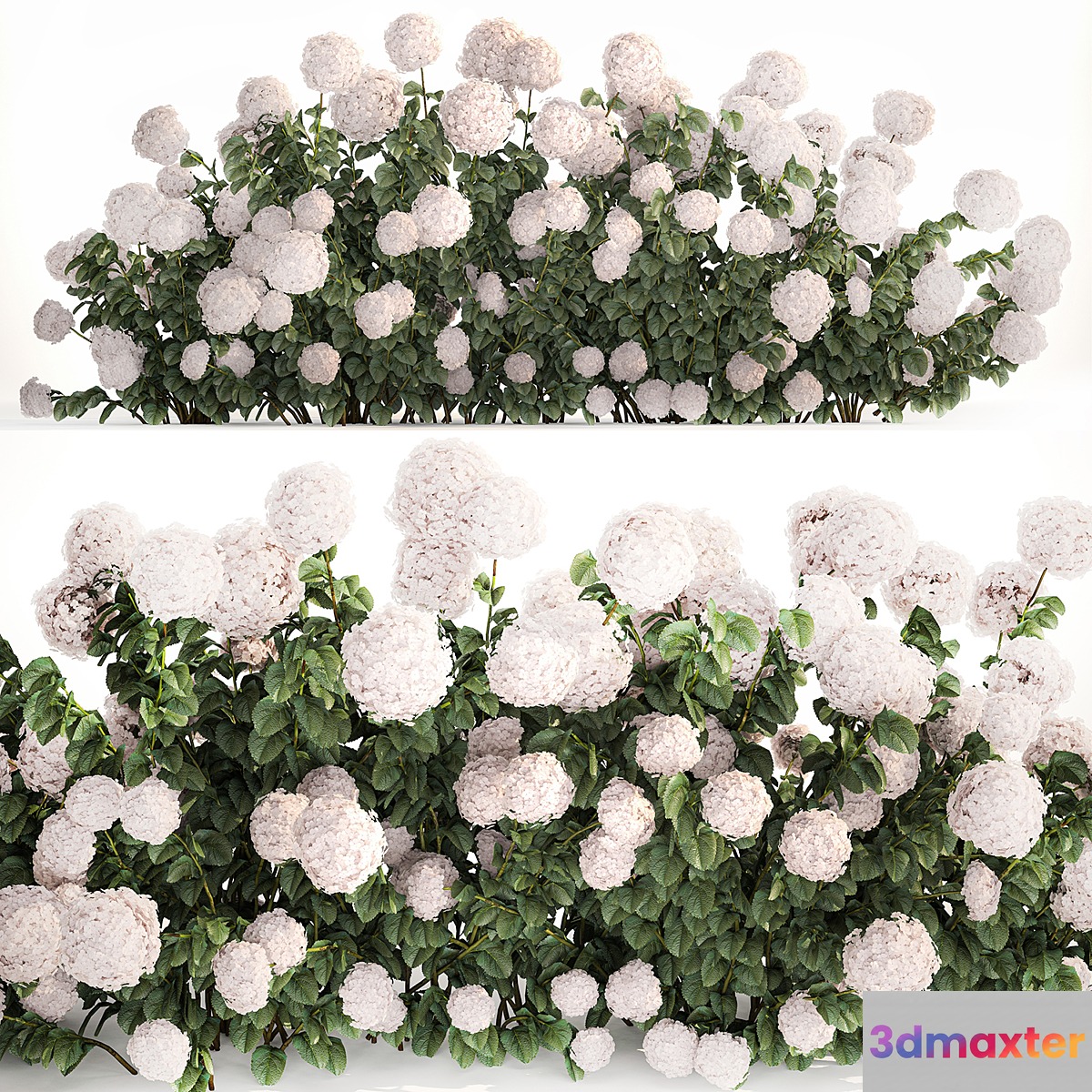 Beautiful bush white hydrangea with flowers for the garden hedge. Plant set 1185 3D Max