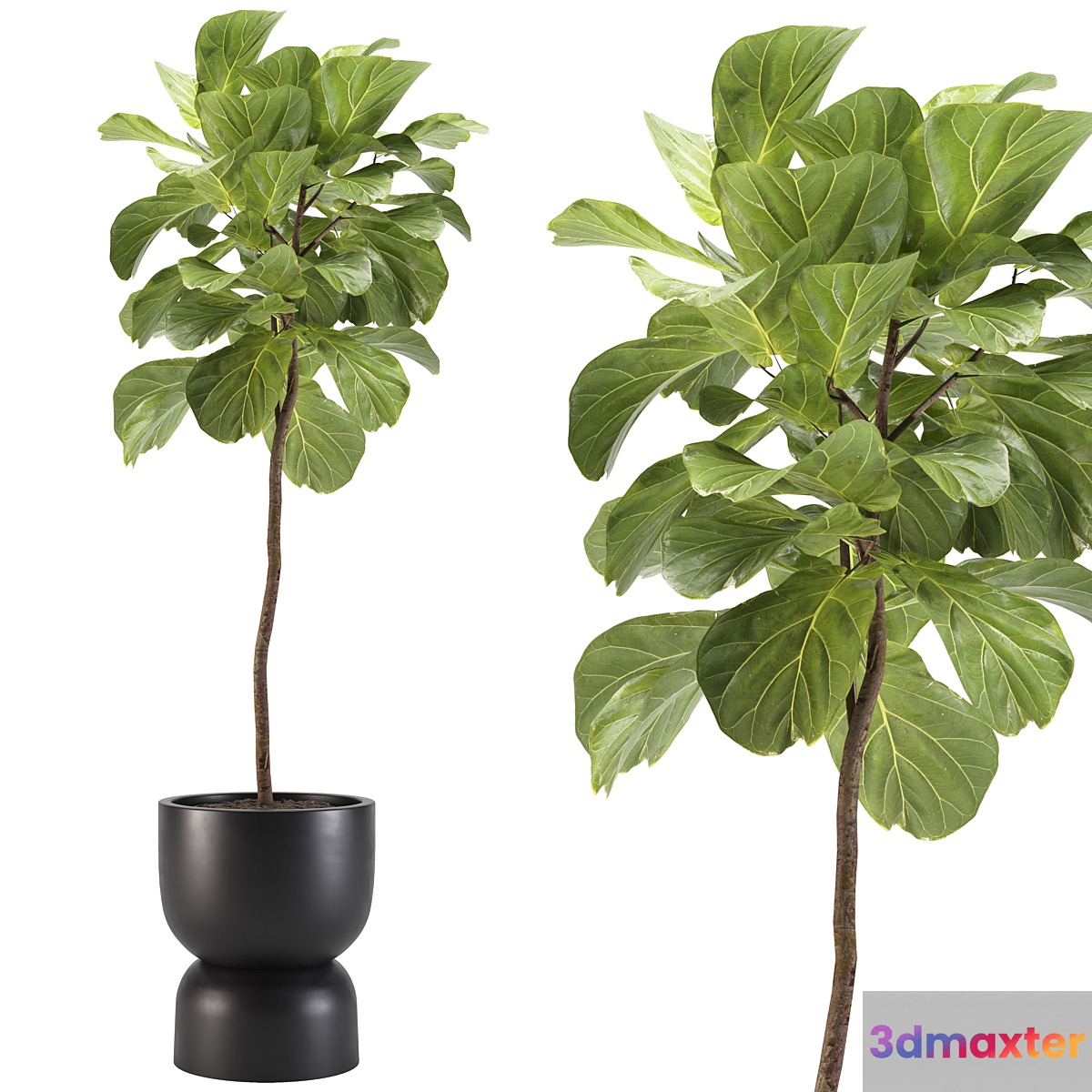 indoor plants-008-ficus