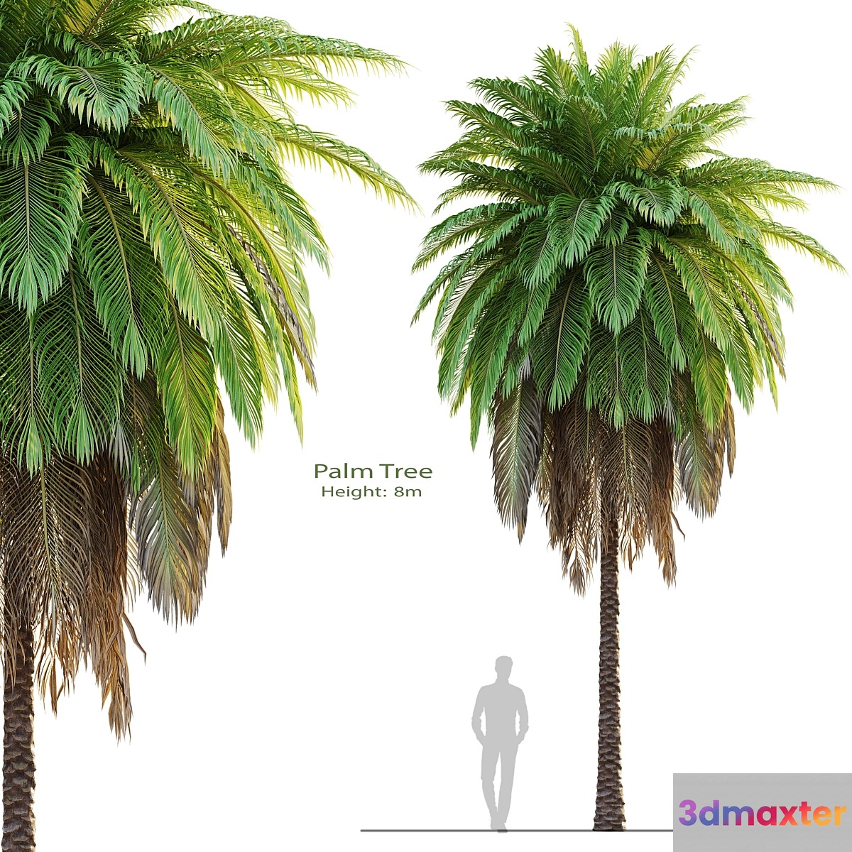 tree set 08-Palm Tree-C 3D Max