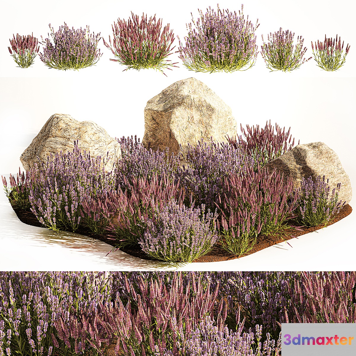 A set of lavender bushes for the garden and alpine slide boulder stone catnip sage wild flowers. 1191 - No.2 3D Max