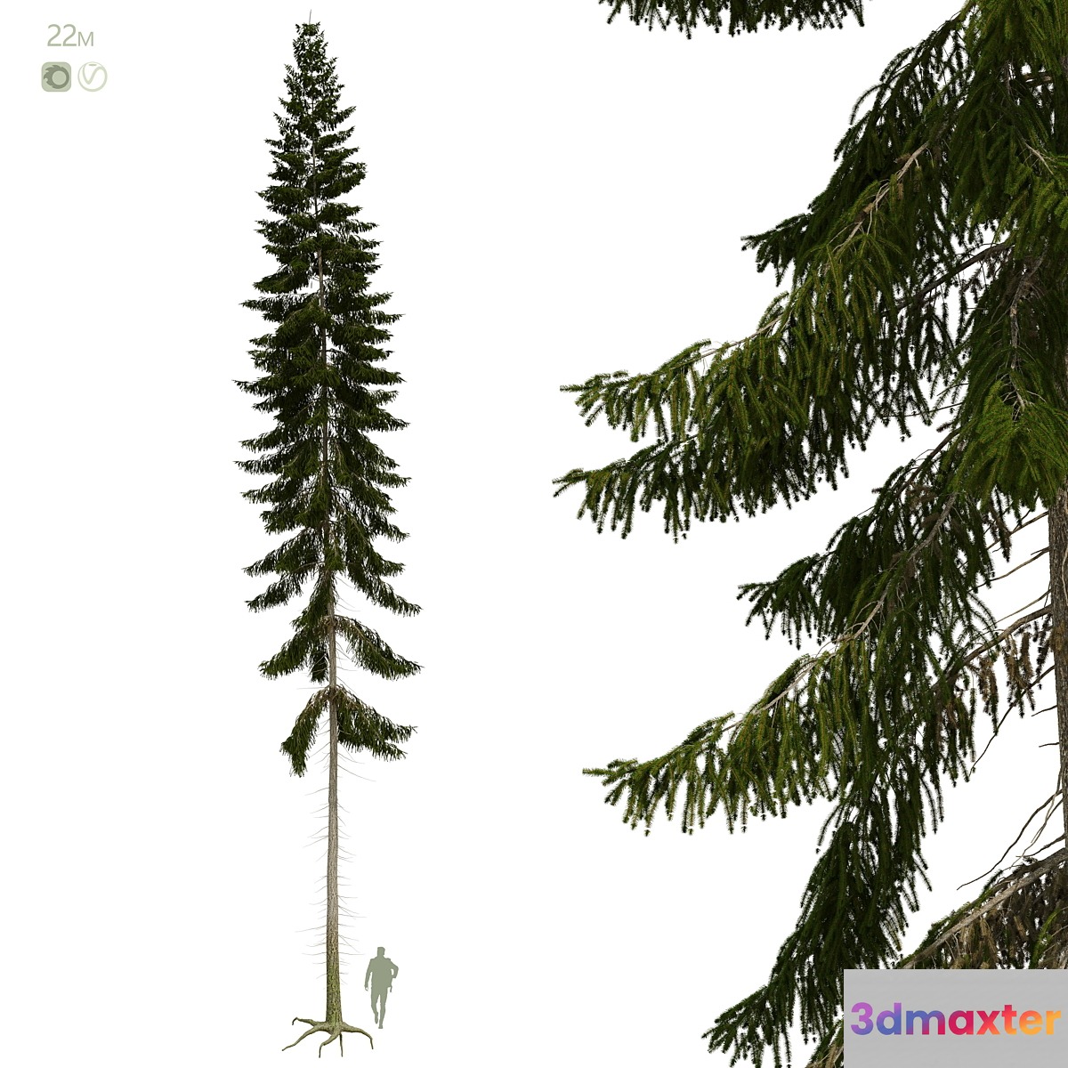 Spruce 22m