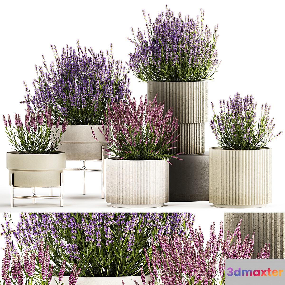 Wildflower bushes in outdoor flowerpots from lavender catnip sage Plant Collection 1193 3D Max
