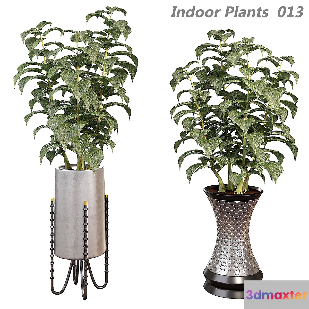Indoor plants in a pot 013