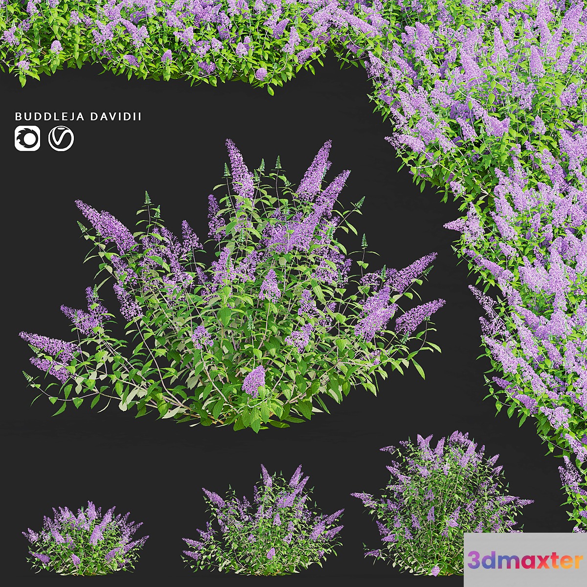 Buddley David bushes | Buddleja davidii 3D Max