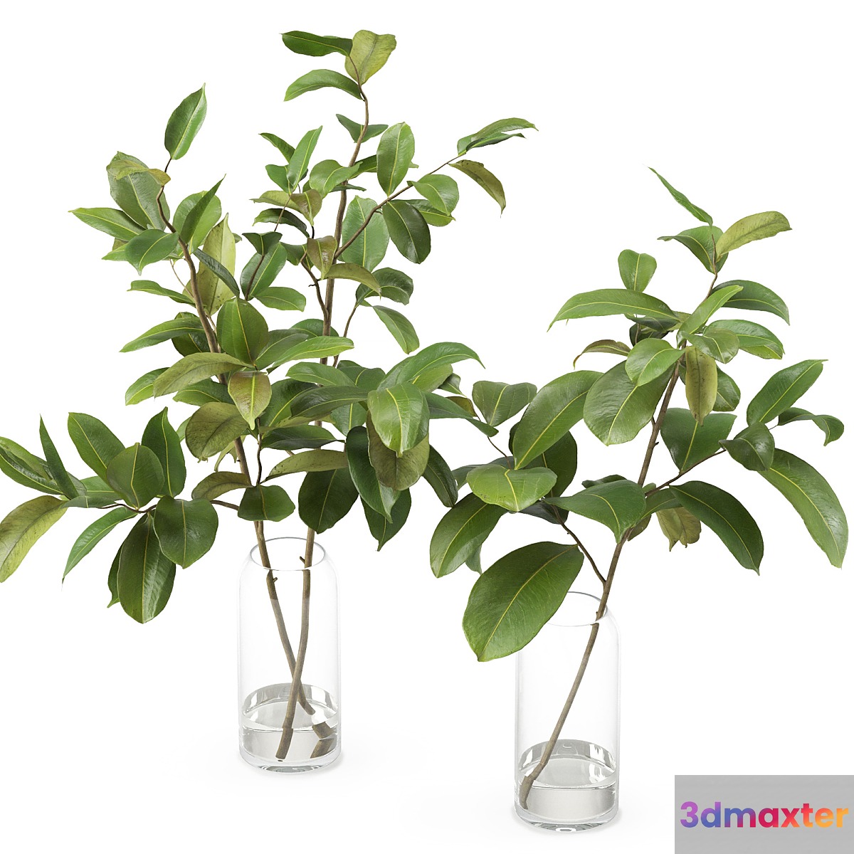 Magnolia Branch set 01
