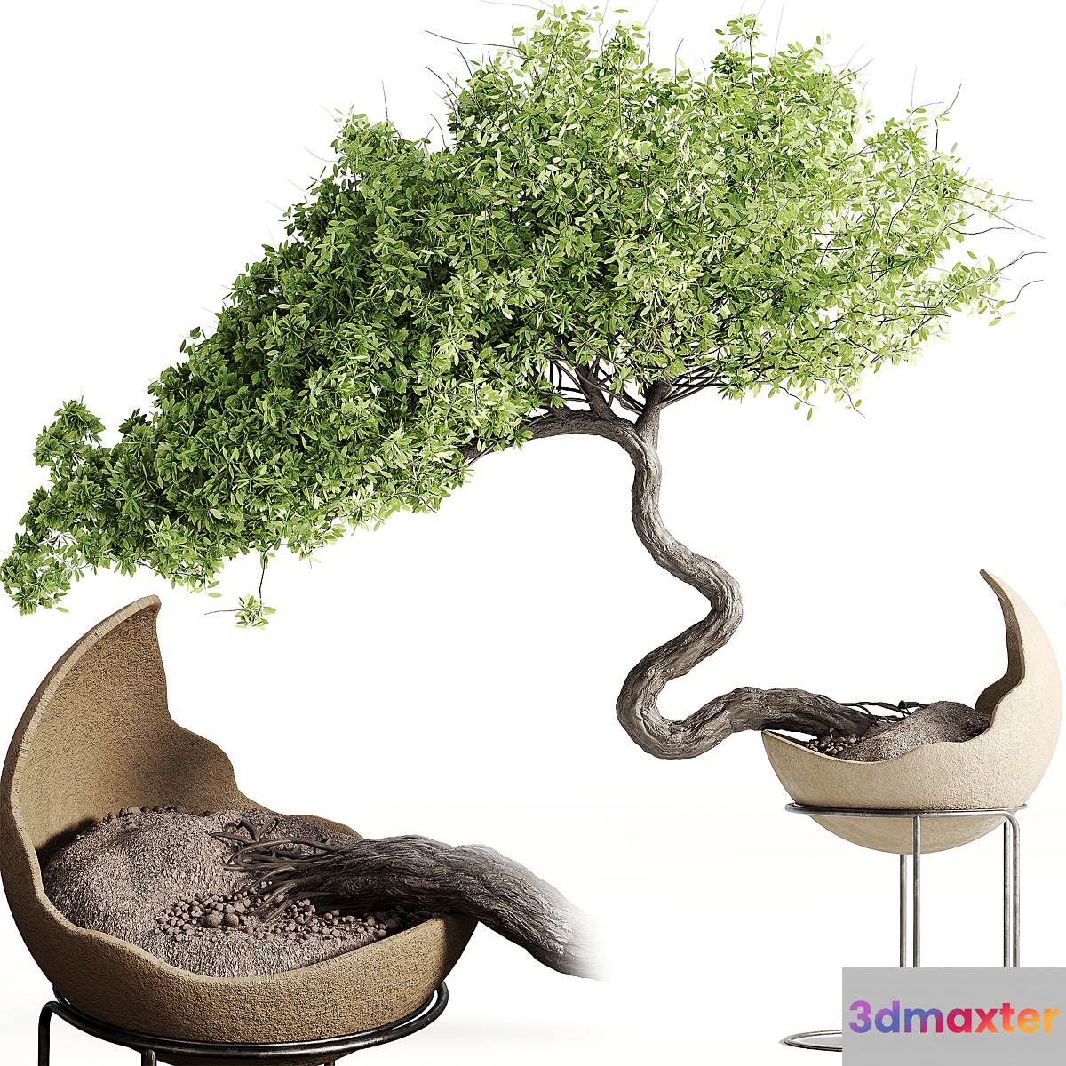 houseplants-indoor-Bonsai-039