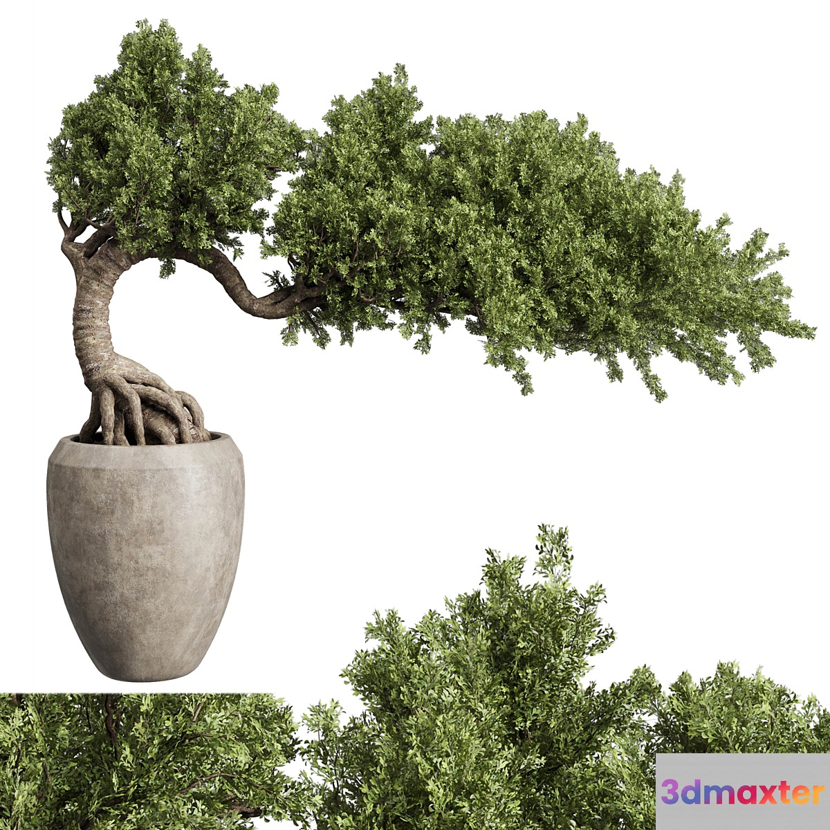 Bonsai Tree in an old concrete vase indoor plant 356
