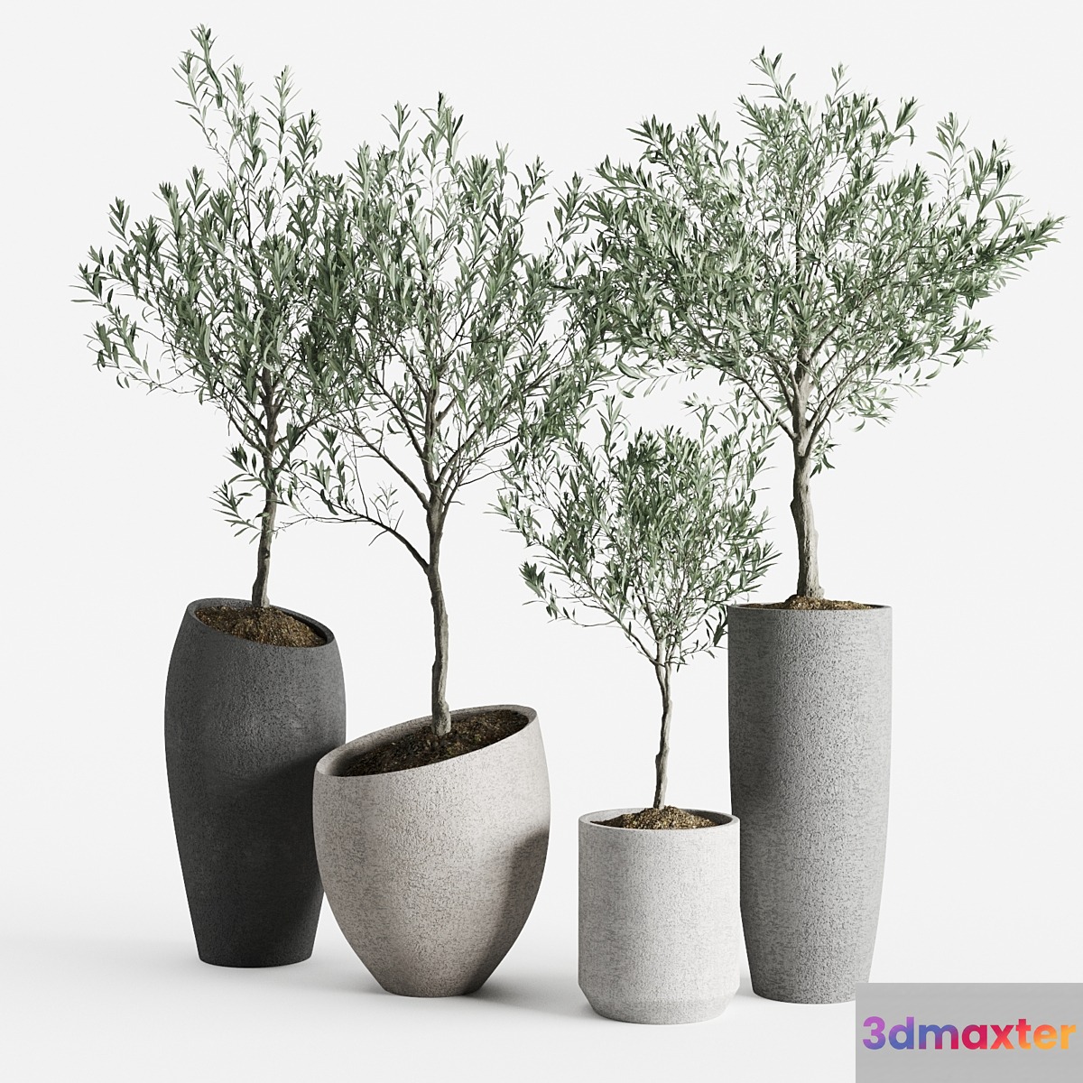 Olive European Potted Eco Stone Hitohana 3D Max