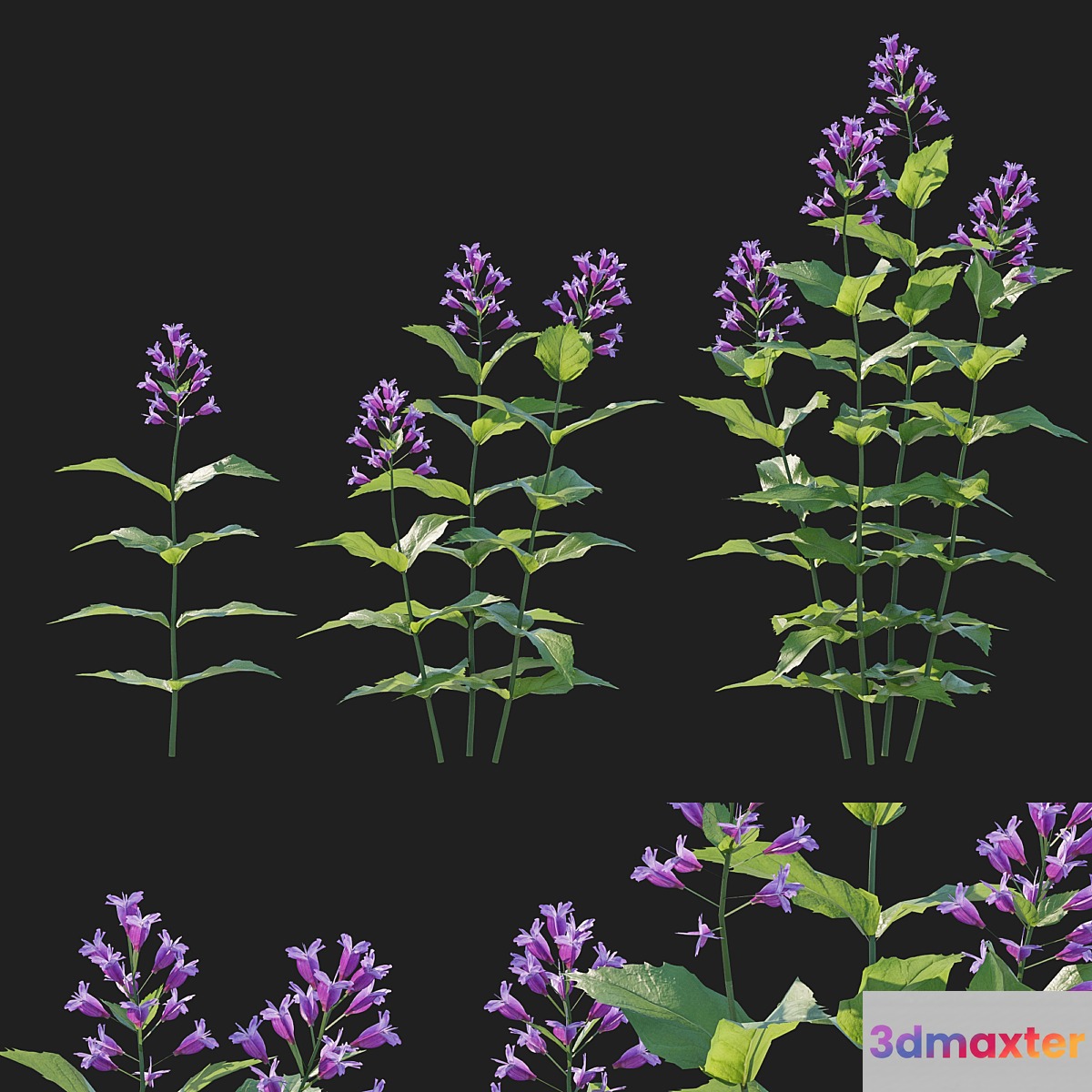 Prairie Penstemon pink 3D Max