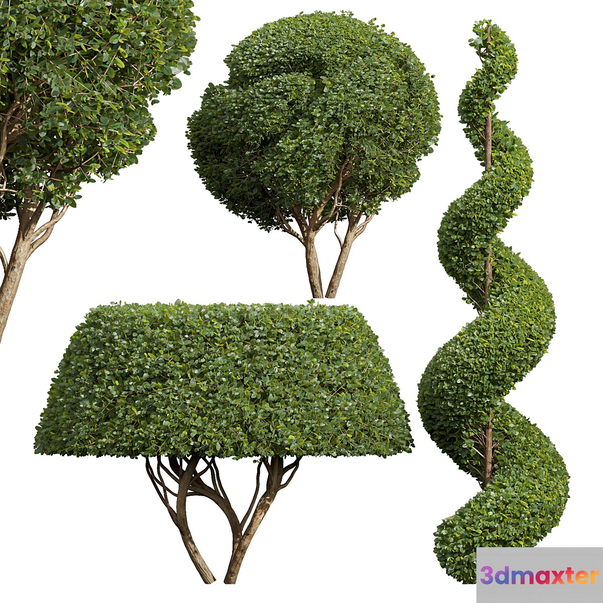 Ficus Concinna Bonsai Pruned-3 trees 3D Max