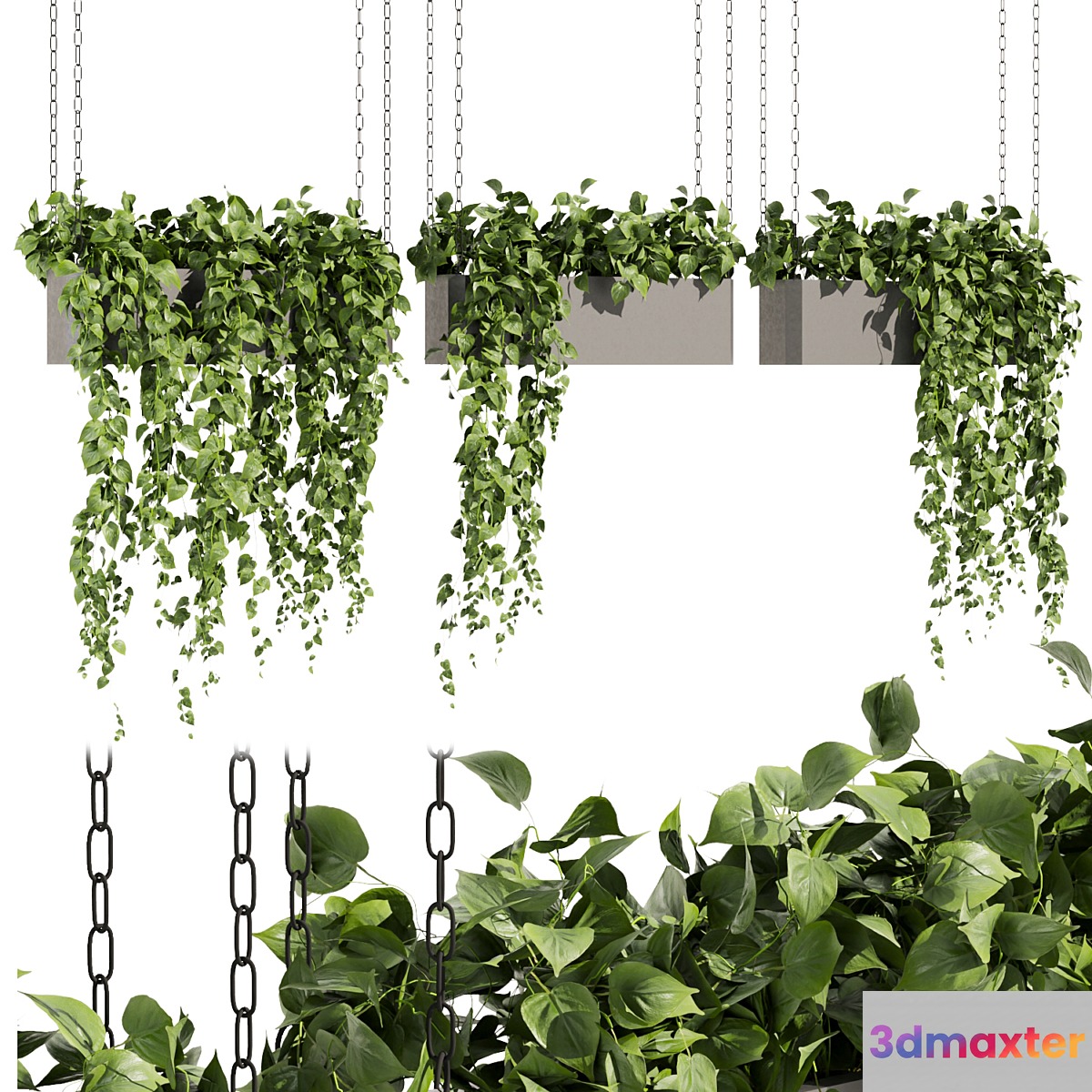 Collection plant vol 469 - ampelous - hanging - pothos 3D Max