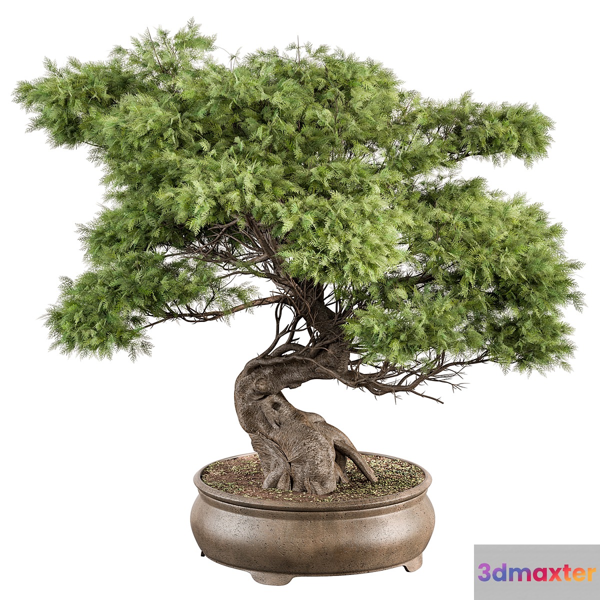 indoor Plant 491 - Bonsai Plant