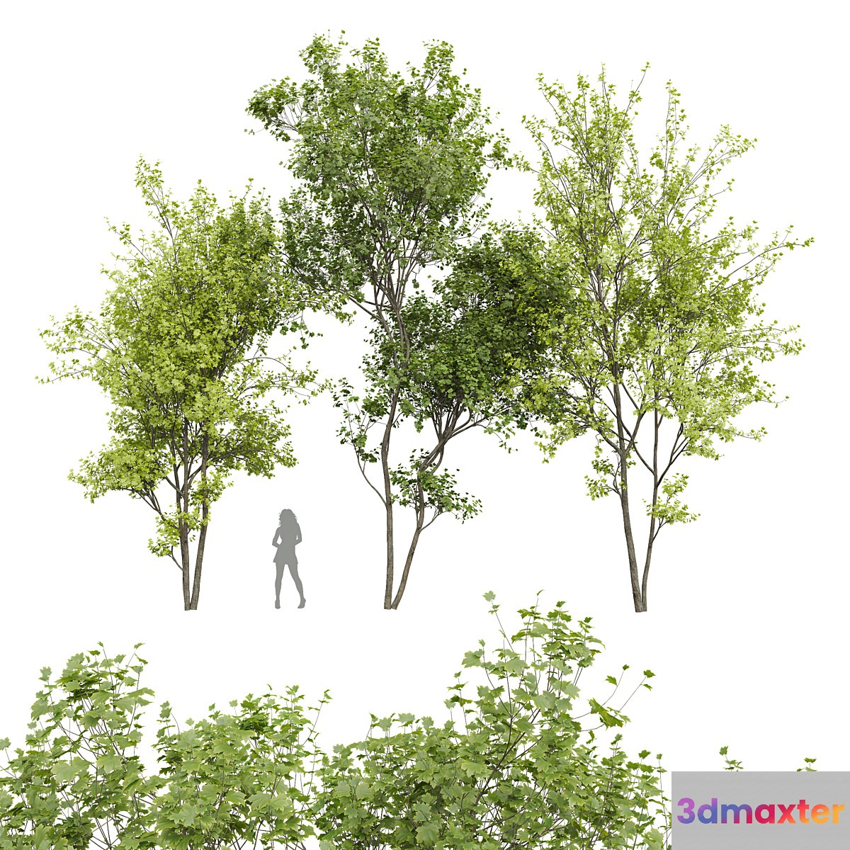 New Plant Real Tree Acer Saccharinum Spring Summer