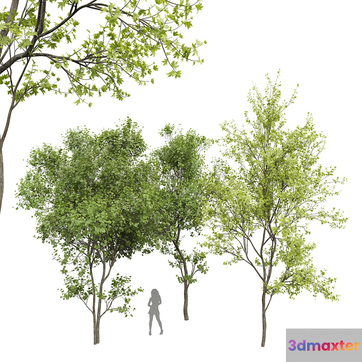 New Plant Real Tree Acer Saccharinum Spring Summer001