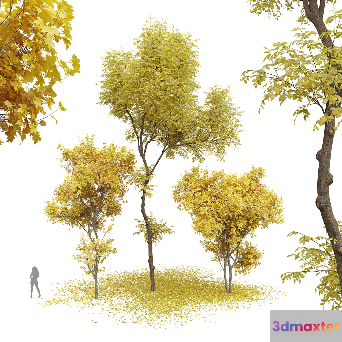 New Plant Real Tree Acer Saccharinum Ulmus changii Fall 3D Max