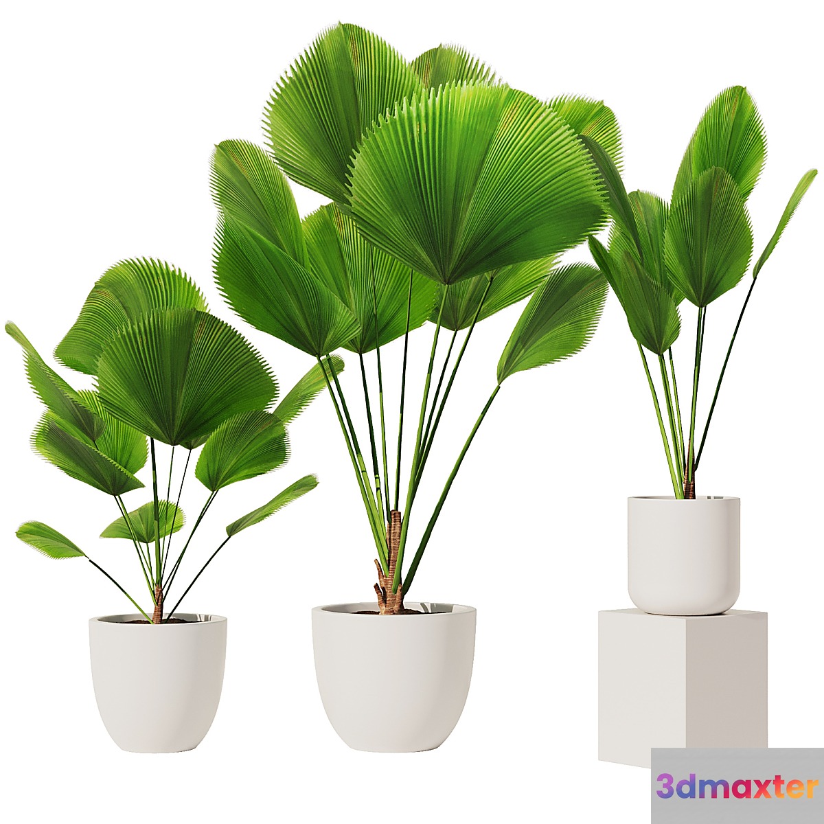Licuala Grandis Set1 3D Max