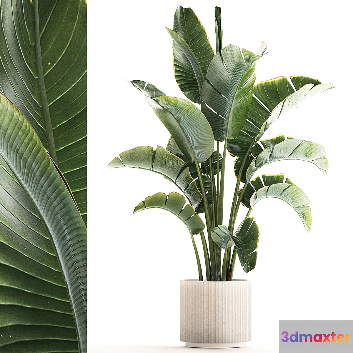 Beautiful Strelitzia in a modern flowerpot in a pot bush banana palm Ravenala. 1224 - No.2