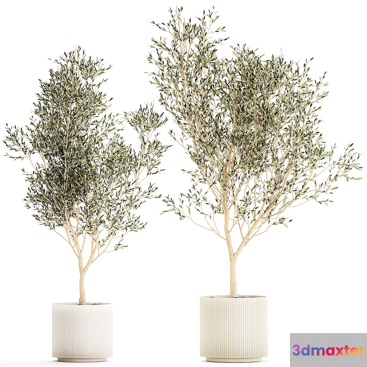 Beautiful olive trees in modern white pots. Set of plants 1227 3D Max