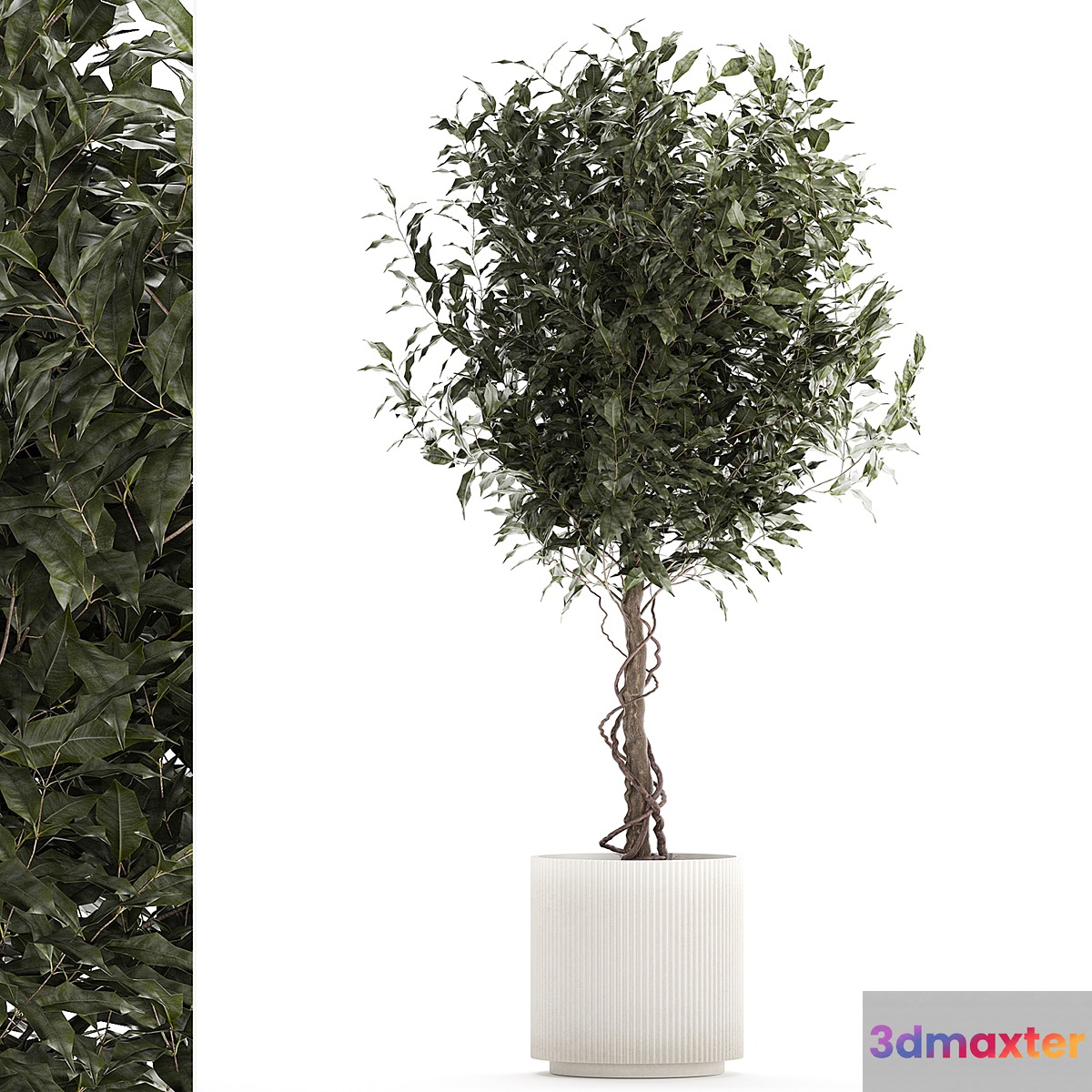 Beautiful interior tree in a modern pot Ficus benjamina. 1232 3D Max
