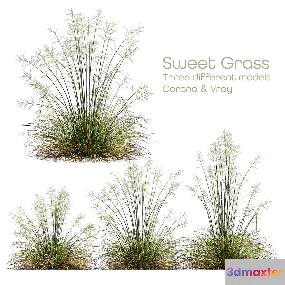 HQ Plants Stipa arundinacea Sweet Grass 3D Max