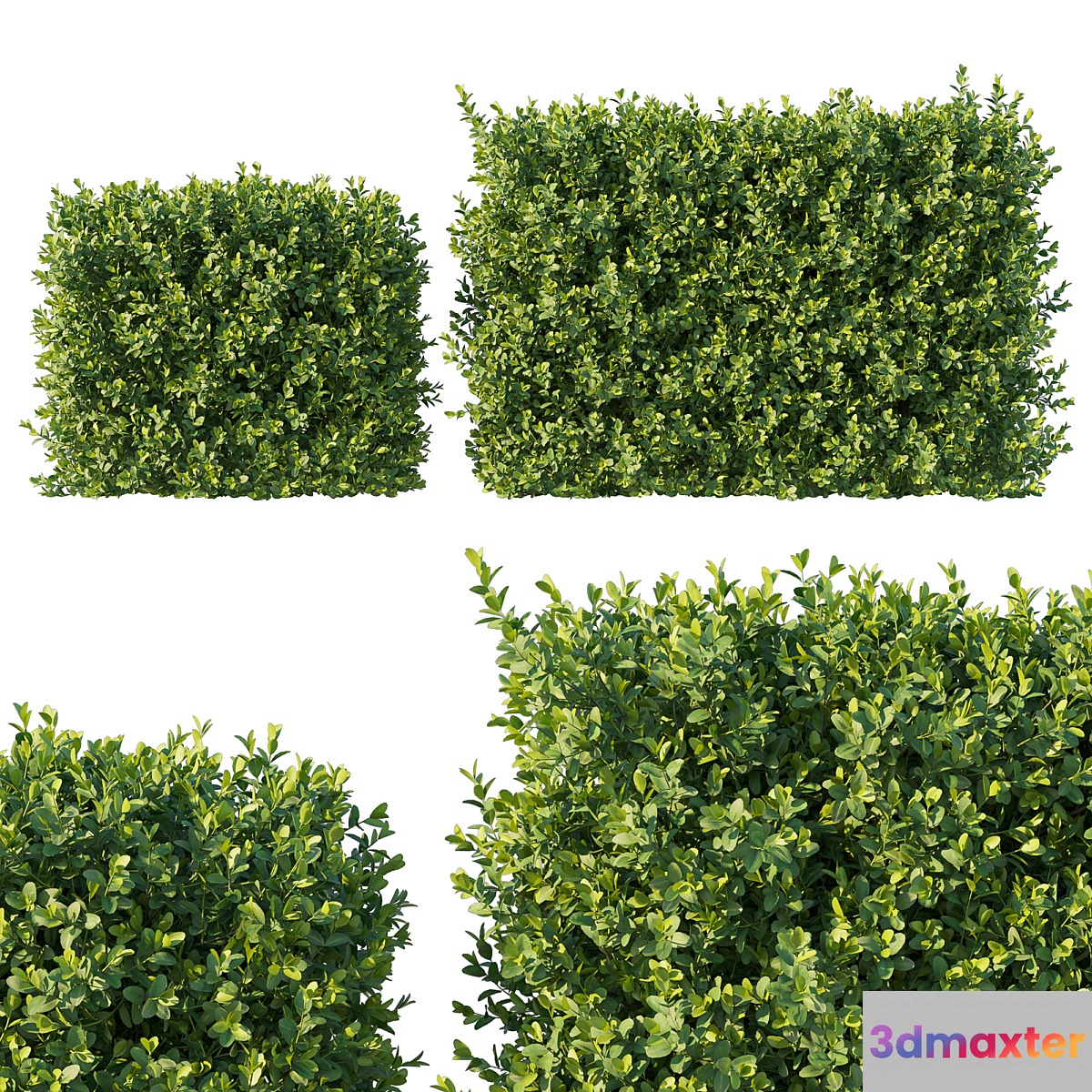 Boxwood 04 3D Max