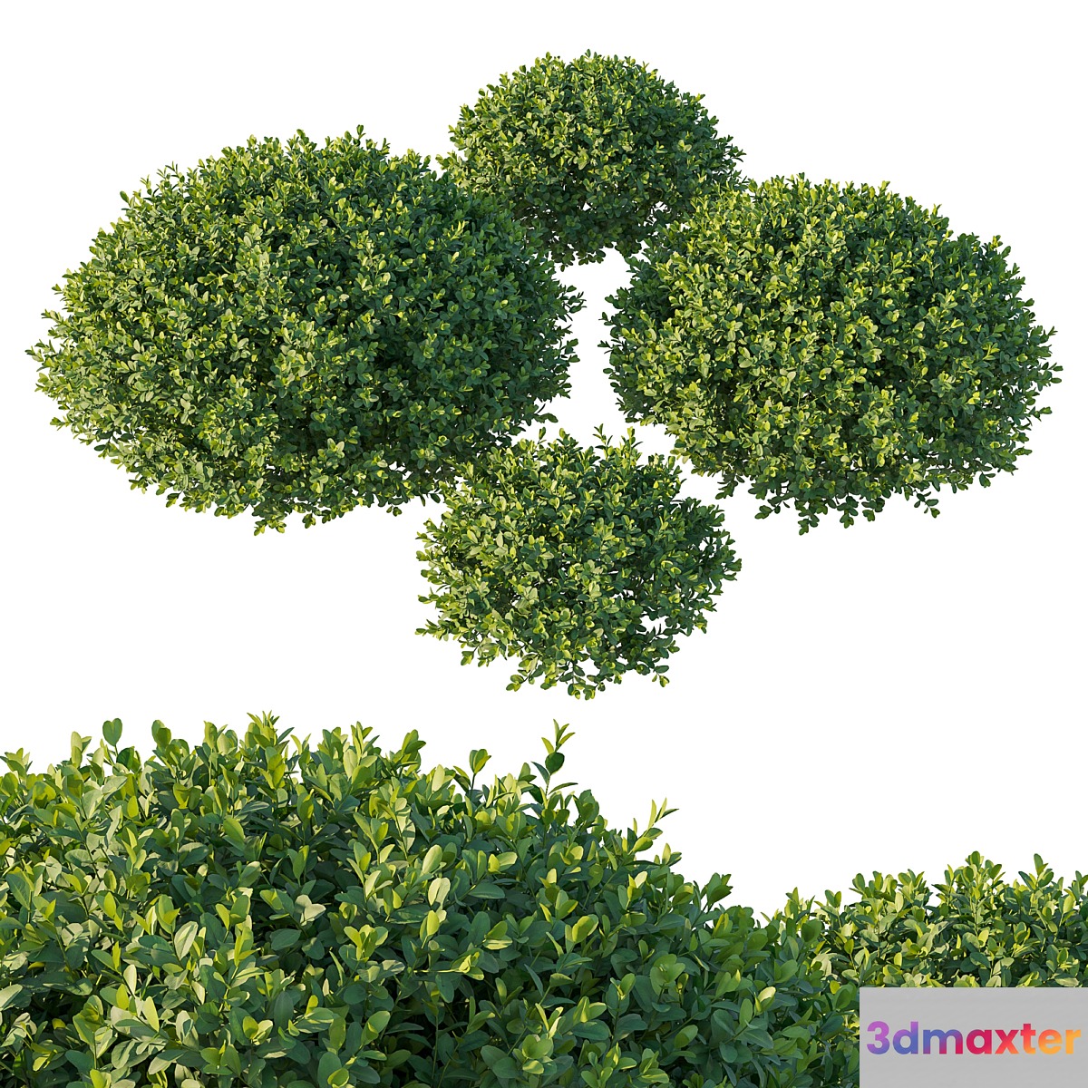 Boxwood 05