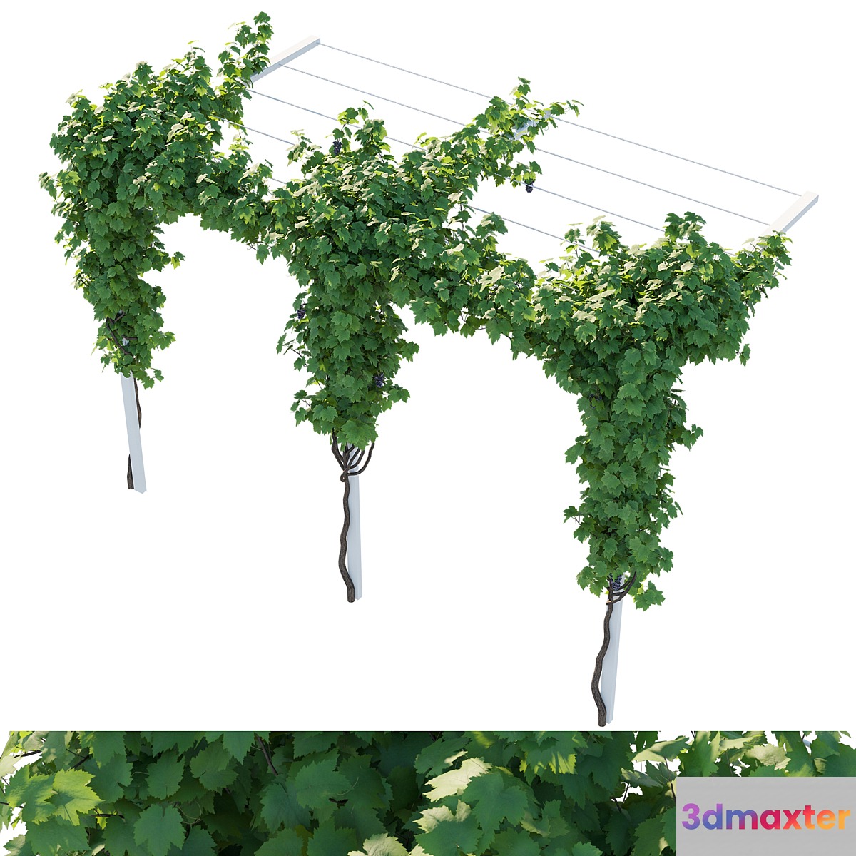 Vines grapes 3D Max