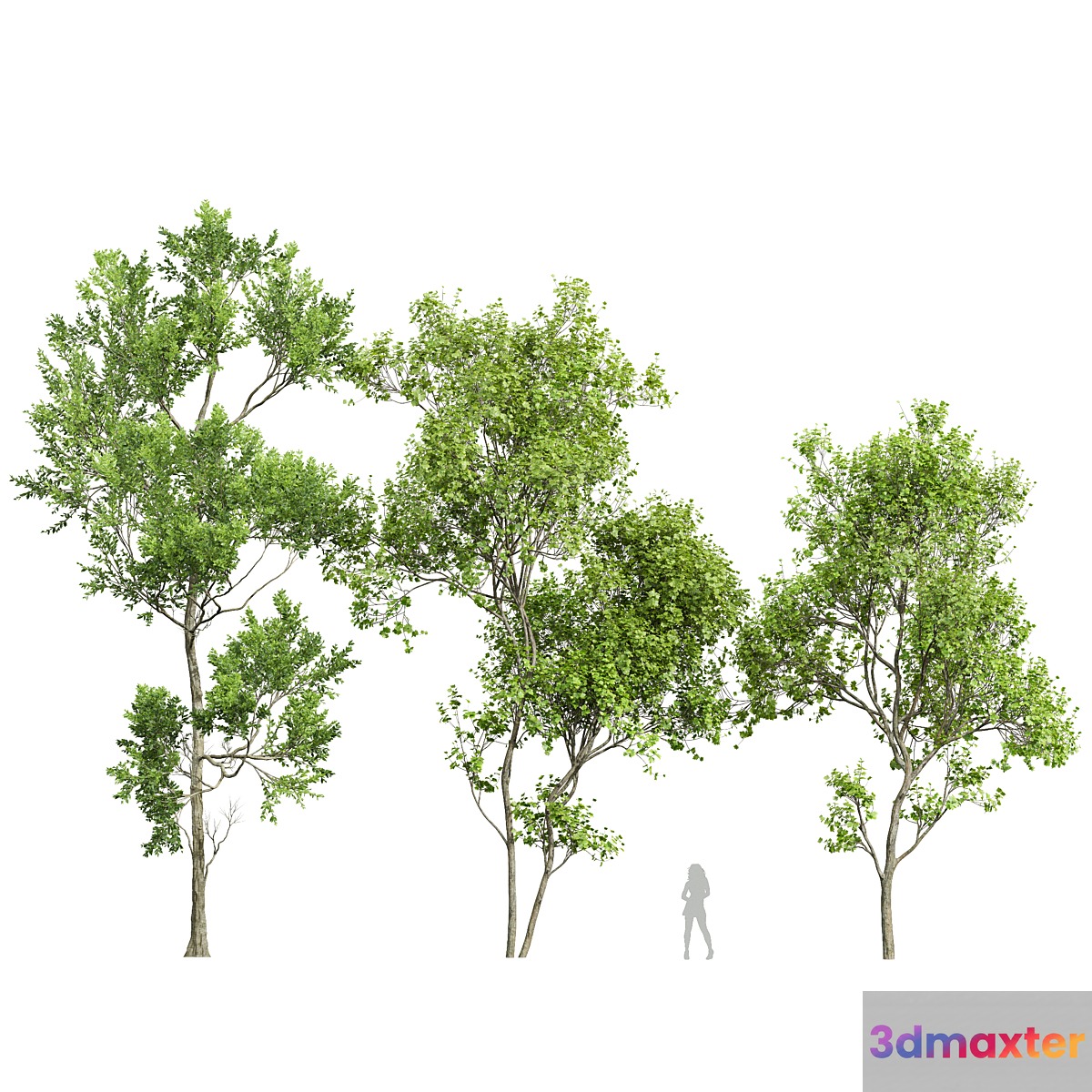 Spring trees Acer Saccharinum and Fagus Grandifolia - No.2