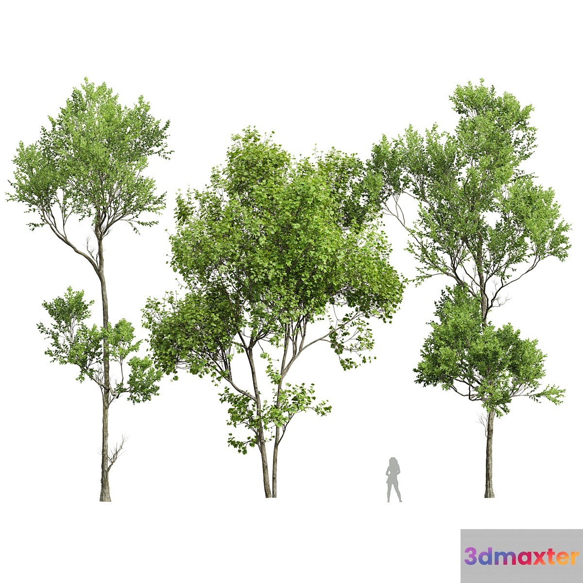 spring trees - No.2