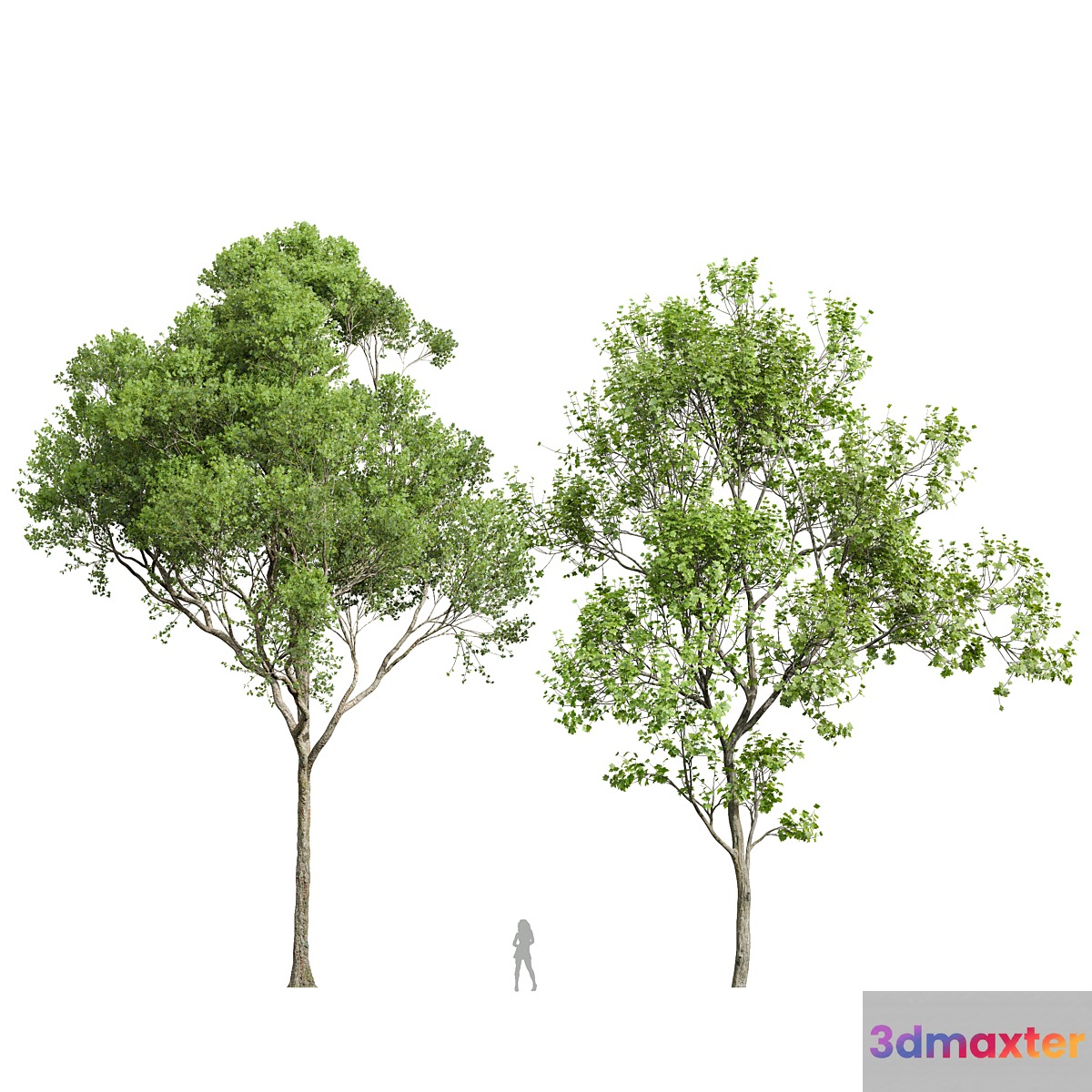 Acer Pseudoplatanus and Acer Saccharinum-2 spring trees