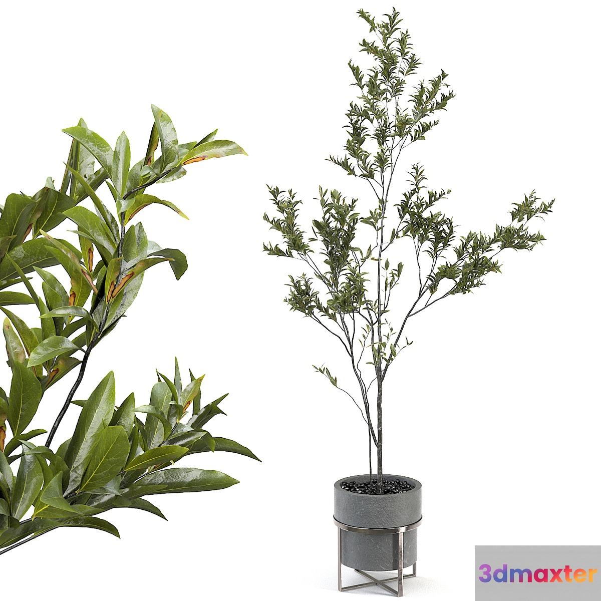 indoor plant 004 3D Max