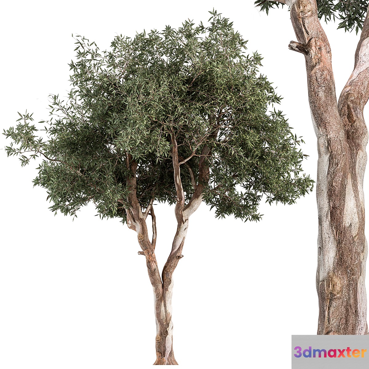 RedGum Tree - Tree Set 175 3D Max