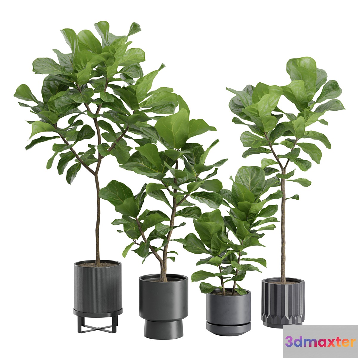Ficus Lyrata in Dark Planters - No.2 3D Max