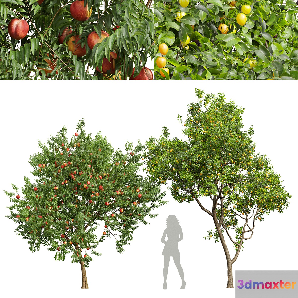 fruit tree-Prunus Salicina Plum Pflaume and Amygdalus Persica Peach 3D Max