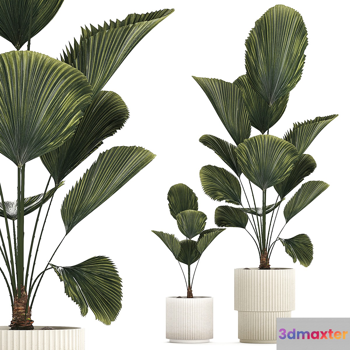Beautiful shrub small Likuala palm tree in a white flower pot. Plant collection 1270 3D Max