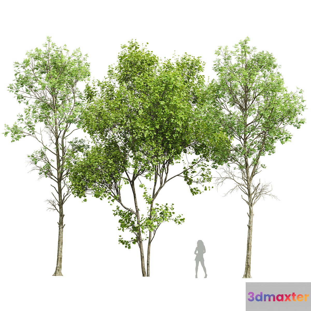 Fagus Sylvatica and Saccharinum-spring trees
