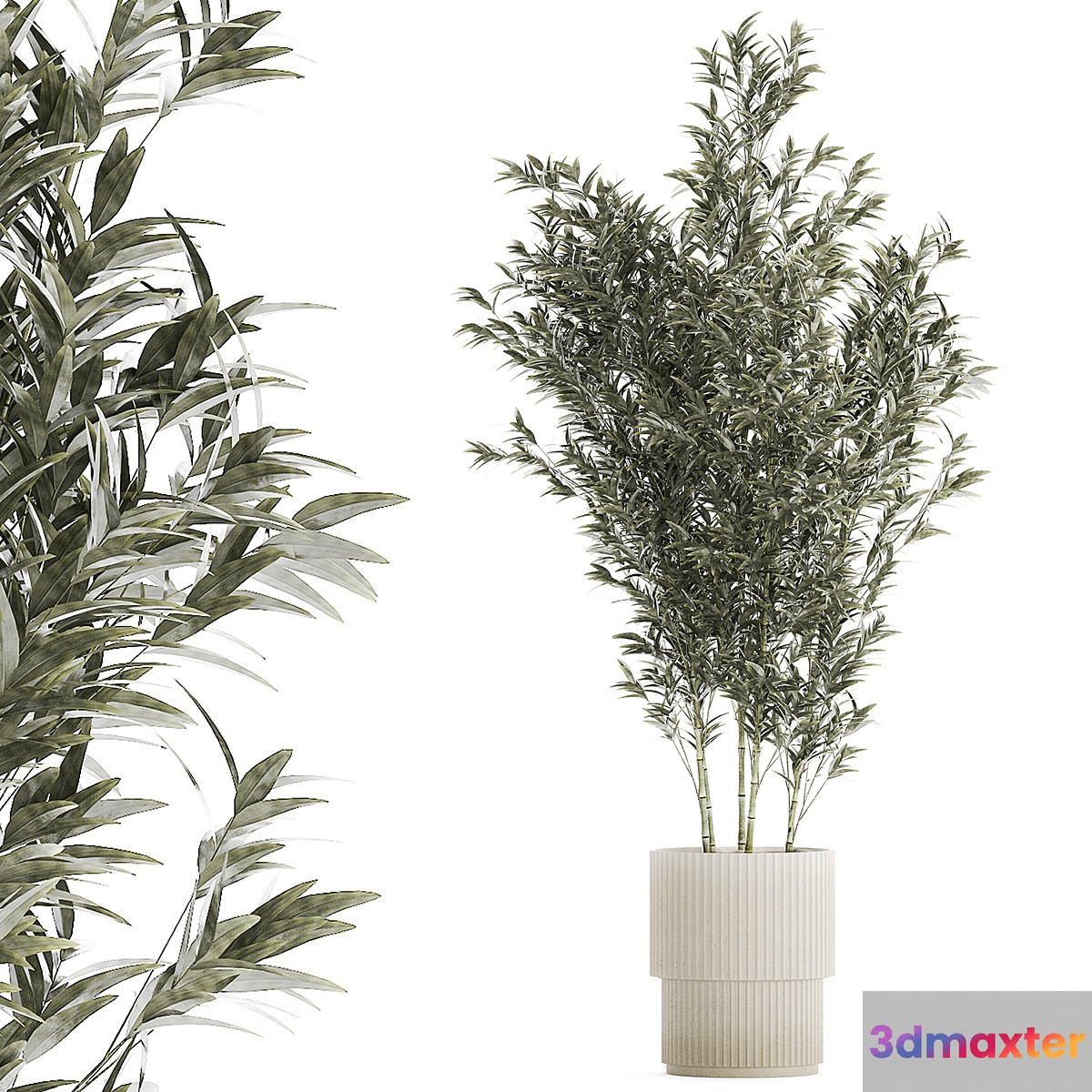Beautiful Bamboo bush in a white flower pot. Plant collection 1272