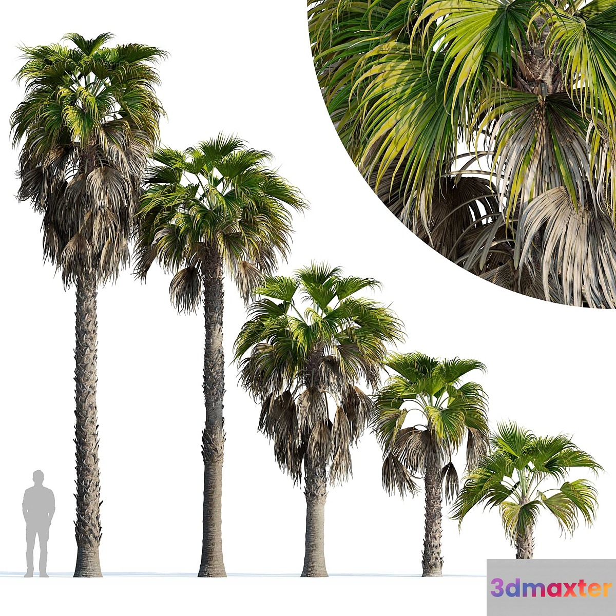 Washingtonia robusta palm (Washingtonia robusta palm)