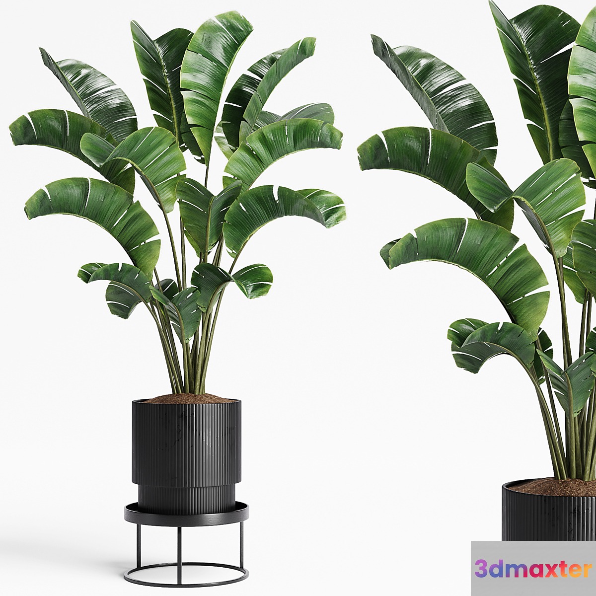 Indoor Plants 15