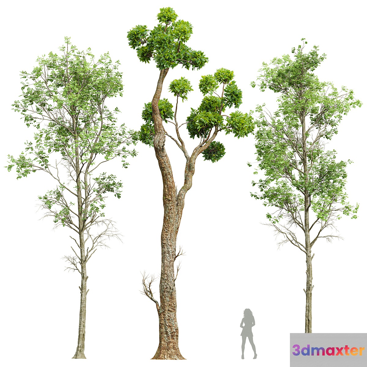 Fagus Sylvatica and Cinnamomum Camphora
