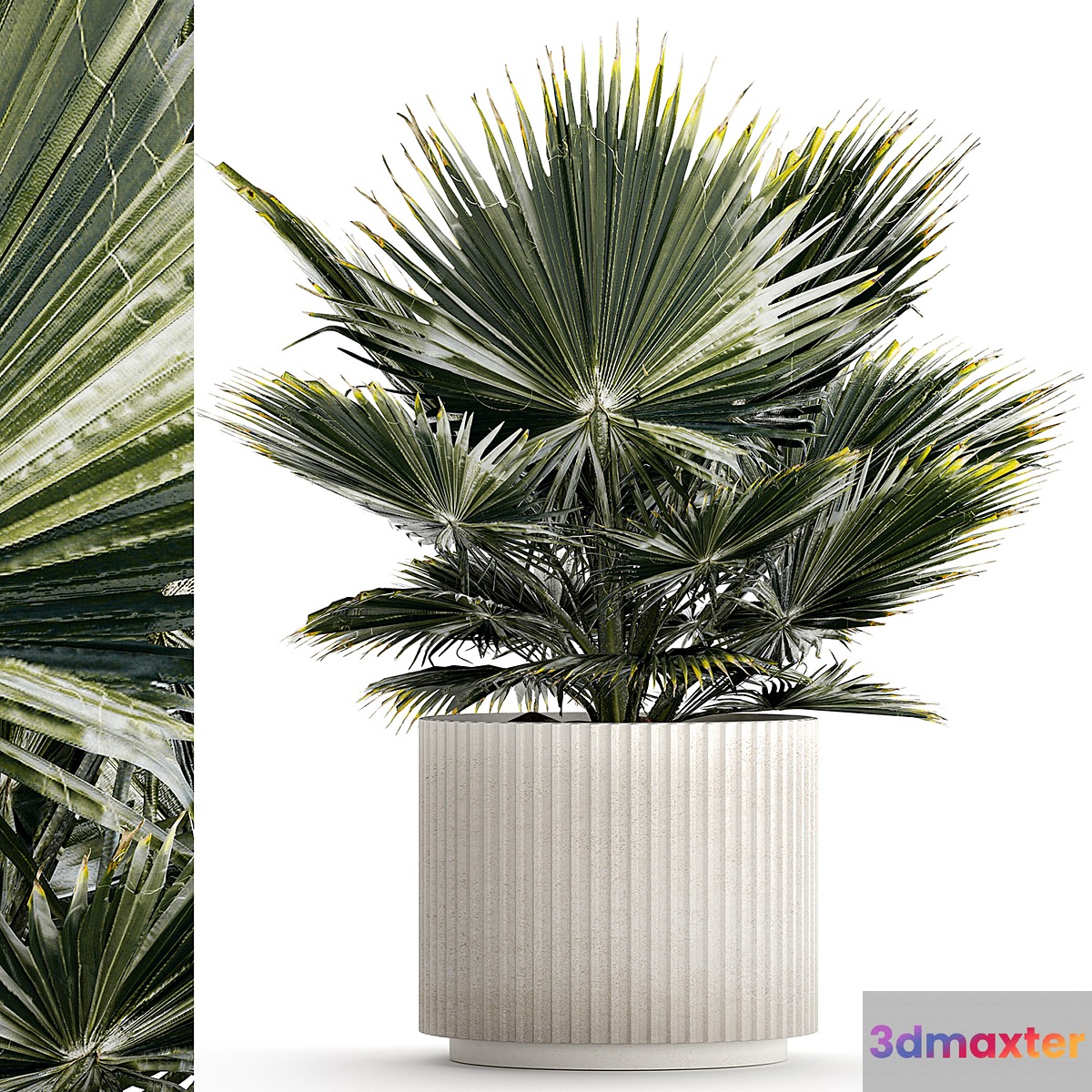 Beautiful interior small fan palm in a white Brachea flower pot. Plant collection 1275 3D Max