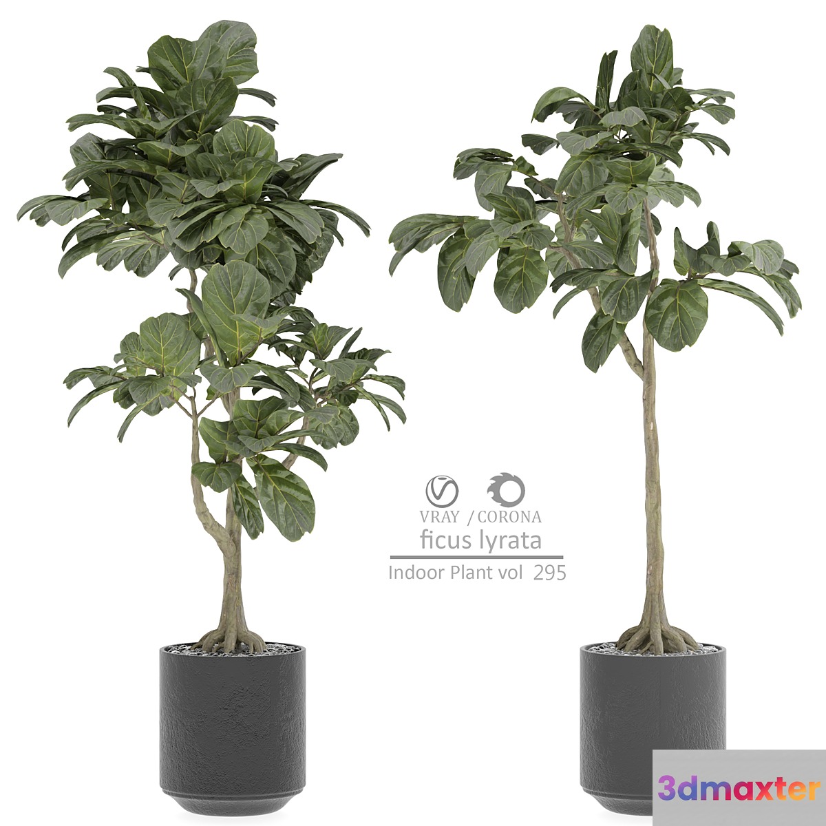 indoor Plant 295 3D Max
