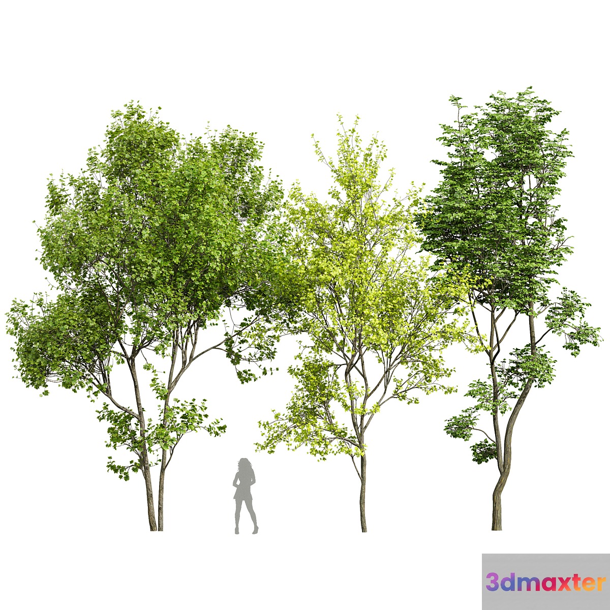 Acer Saccharinum and Hazel leaves 3D Max