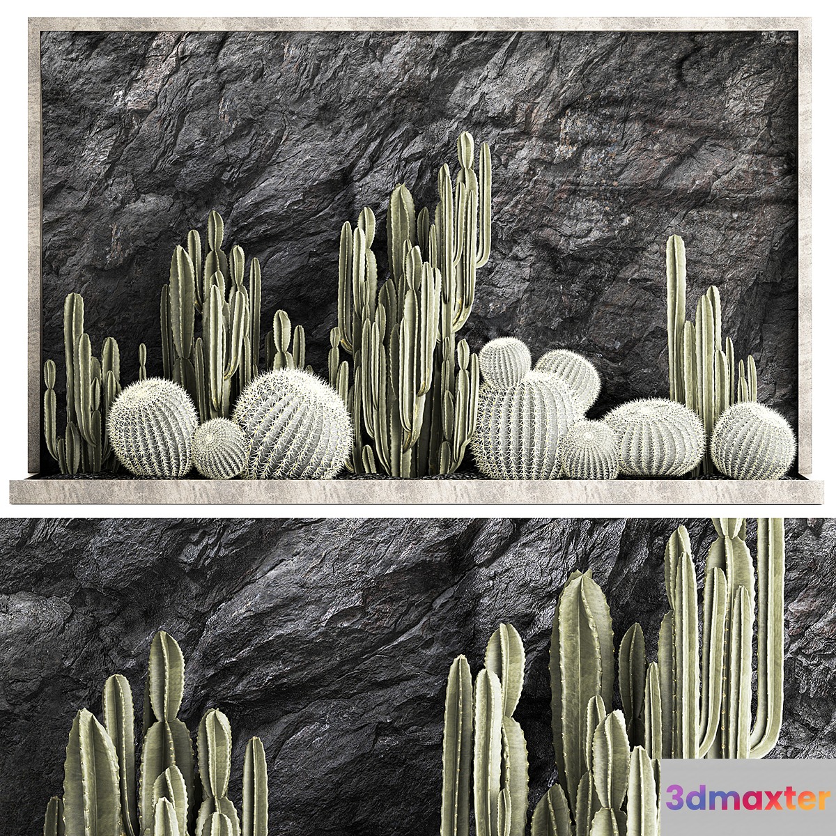 Desert plants cacti with wall rock black pebbles cereus echinocactus Barrel cactus. Plant collection 1279 3D Max