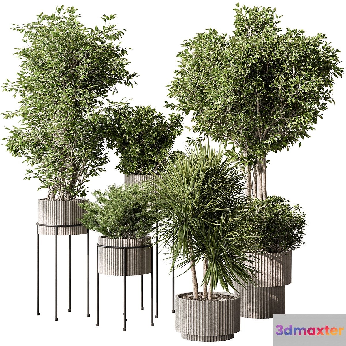 Indoor Plant 532 -Tree in Pot 3D Max