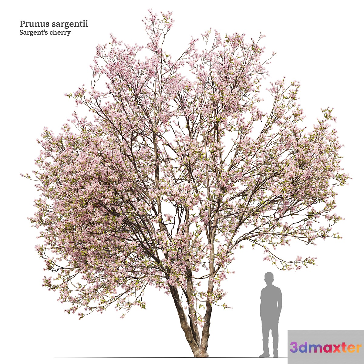 Prunus sargentii
